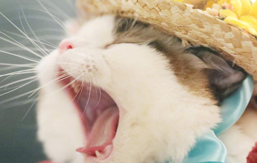 猫咪肥胖为什么会引发心脏病,猫咪肥胖吃什么猫粮