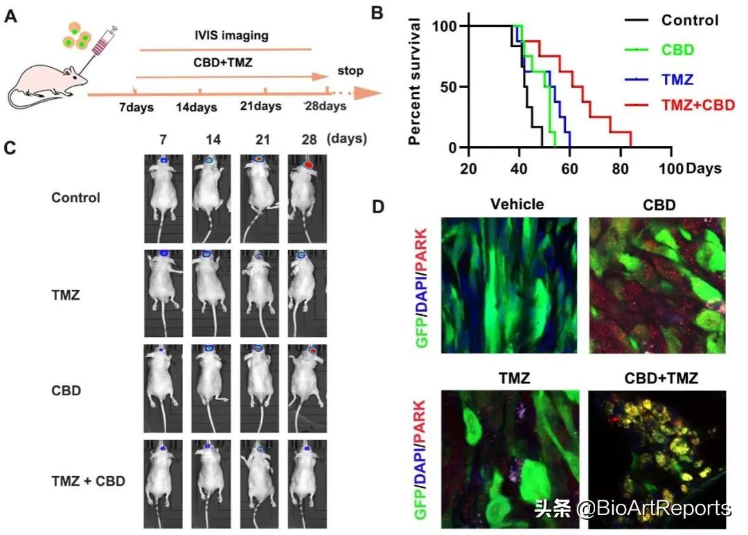 青蒿素能治脑胶质瘤吗,中药治疗神经胶质瘤