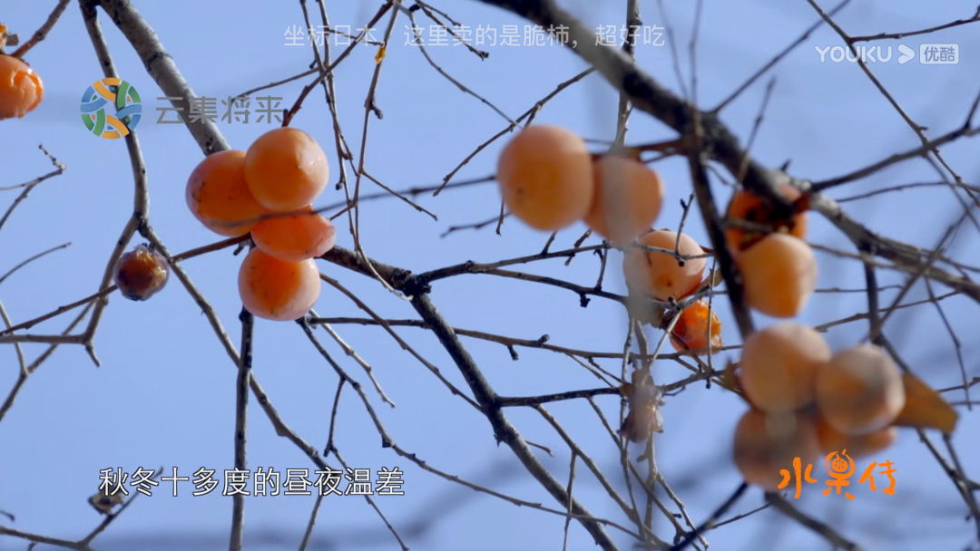 一起来看水果传——爱玉子,可可,嘟柿,你都见过吗?