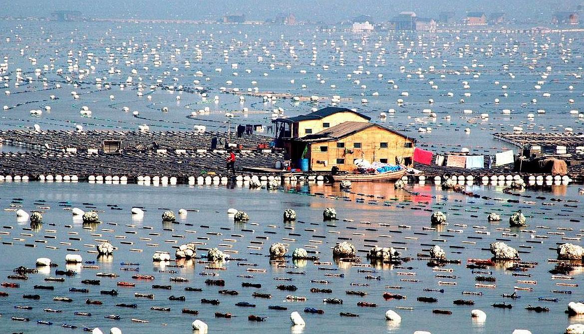 最贵黄花鱼100万,天价鱼黄花鱼