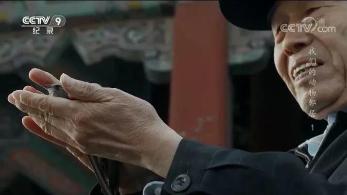 央视拍这种片怎么就没「流量」