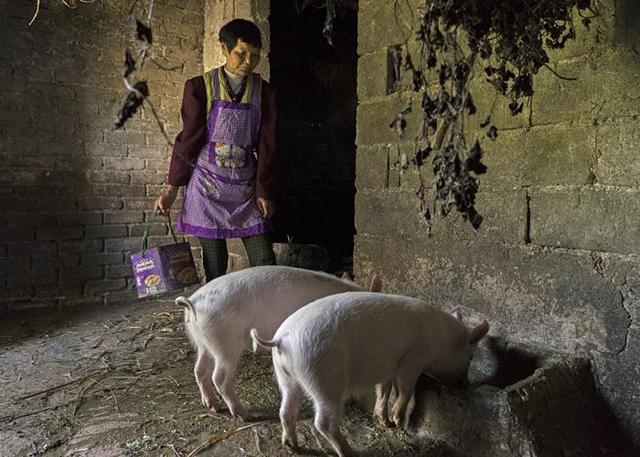 乡土实录|我可怜的毛妹呀