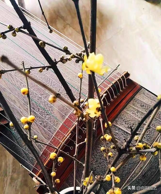 银柳和腊梅搭配插花,腊梅银柳干花