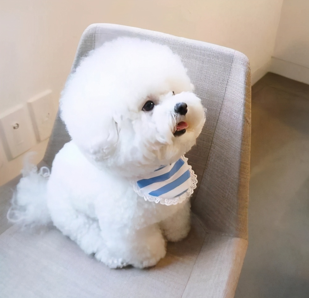 比熊舔人代表什么,比熊舔主人的嘴是什么意思