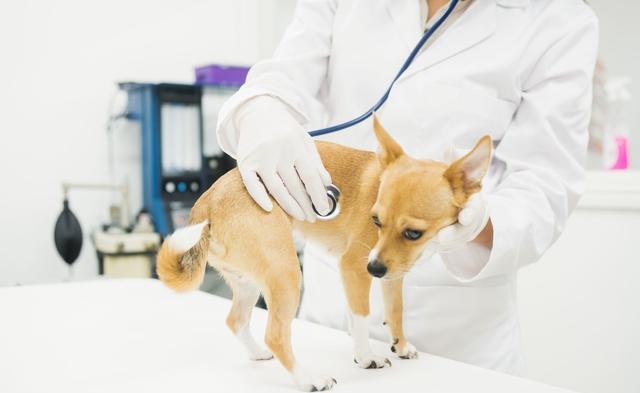 狗狗食欲不振,主要4大原因!作为主人你了解多少?