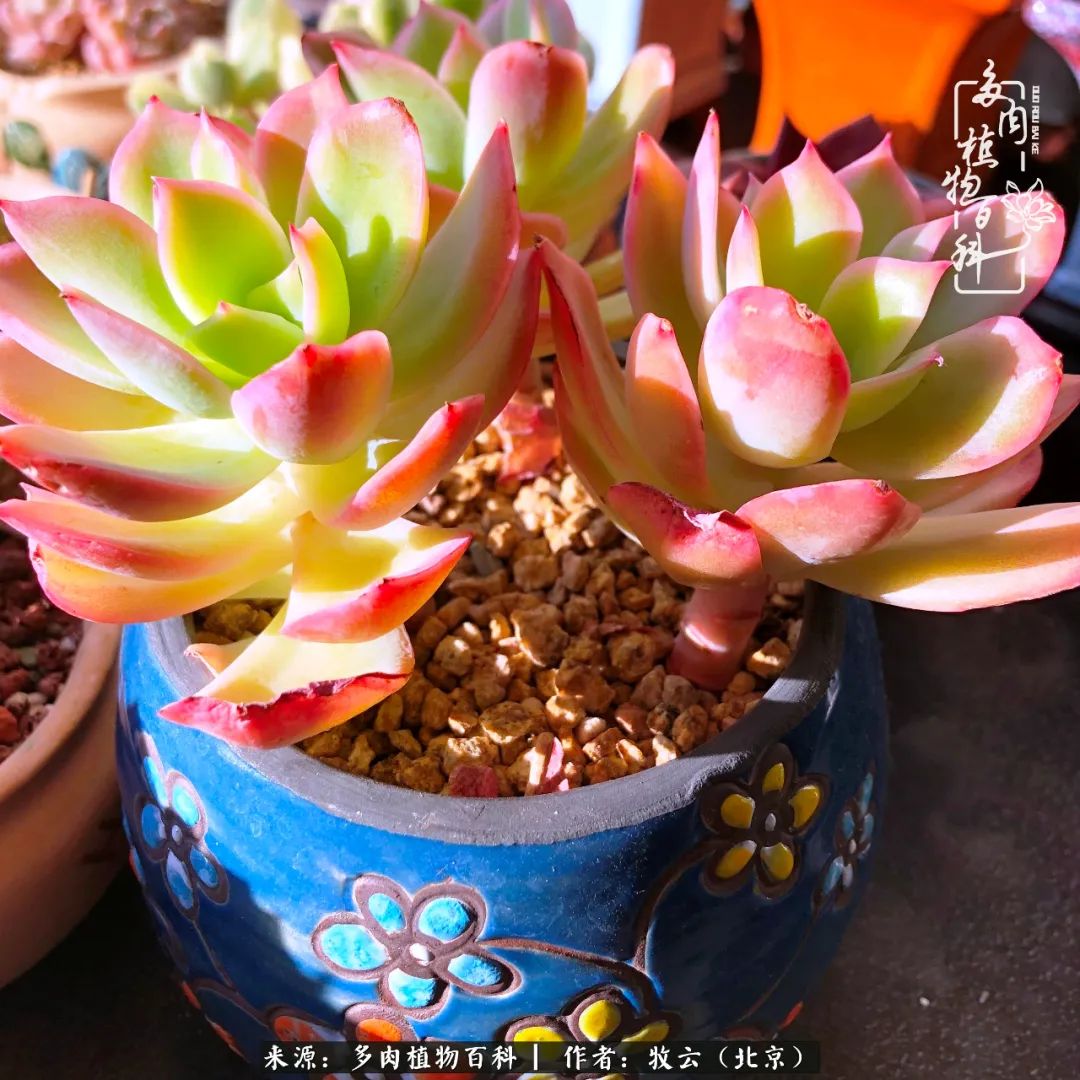 日常生活中常见的多肉植物,多肉植物神奇之处