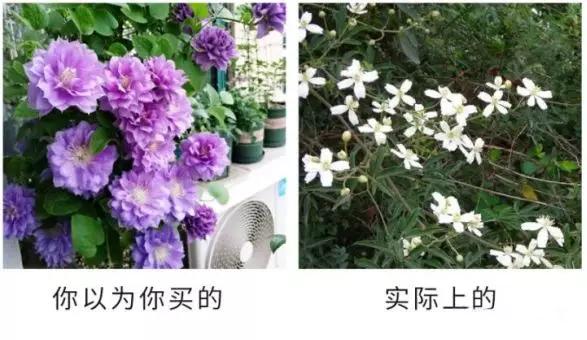 宿迁神苗是真的吗,宿迁的苗木为什么叫神苗