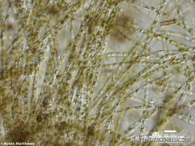 水产藻类大全图片,水产藻类知识大全