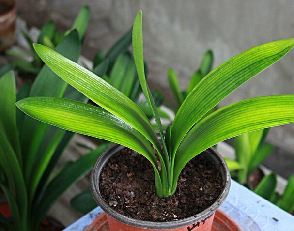 君子兰一浇水叶子就枯,君子兰一开花就蔫了咋办