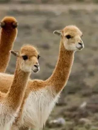 包括羊驼的十大神兽羊驼简介,羊驼神兽为什么吐口水