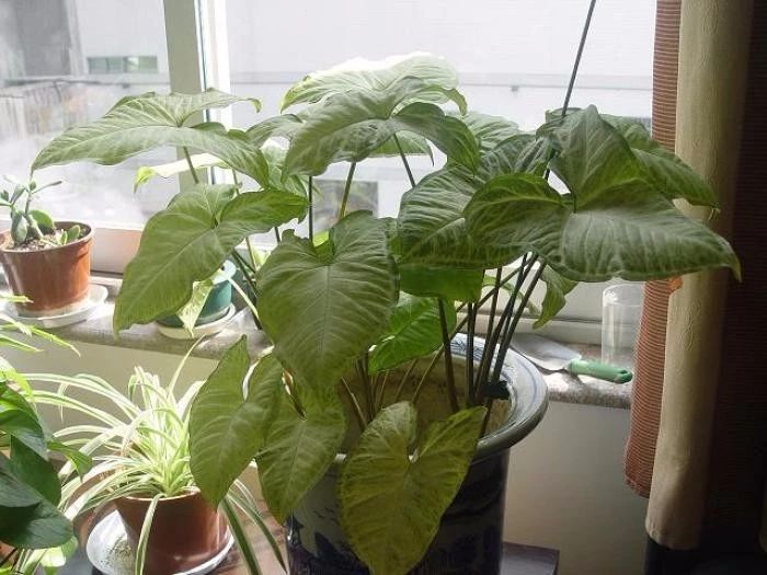 耐阴适合在厕所养的植物,耐阴的室内水培植物排行榜