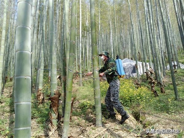 竹林常见病虫害防治,竹林害虫