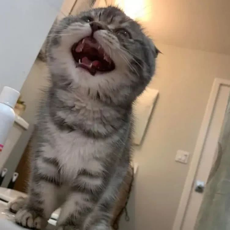 老祖宗留下来的挑猫大法,选猫口诀让你挑到极品猫