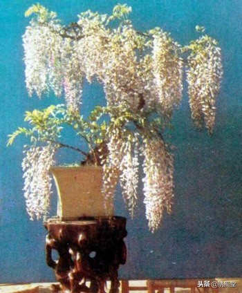 丛林式盆景欣赏,盆景欣赏及制作