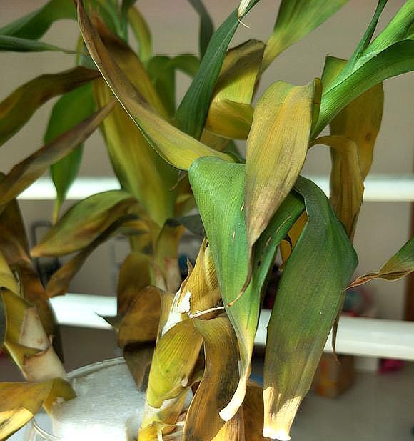 富贵竹天气太冷能救活吗,富贵竹冬天里冻死了怎么把它救活