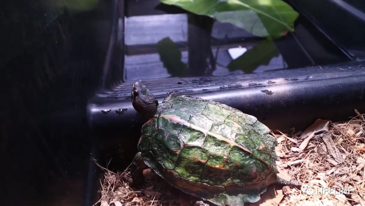 TSA这次聊的龟，连维基百科都没有完整介绍——苏拉威西白头龟