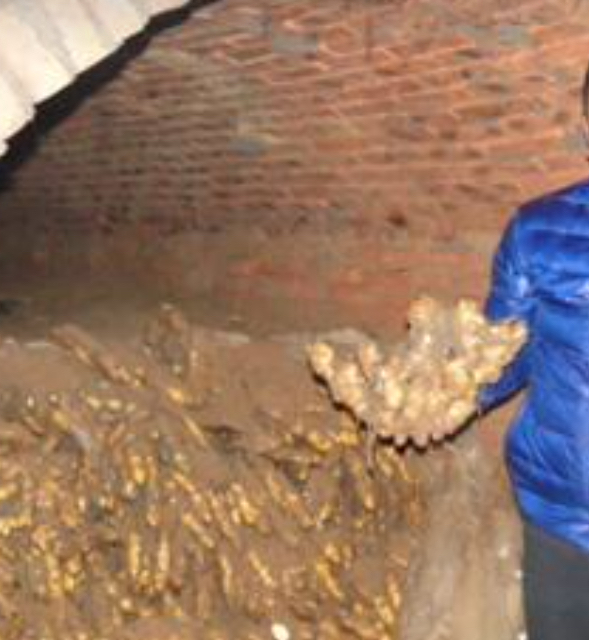 大姜高产栽培技术最新视频,大姜高产种植全过程