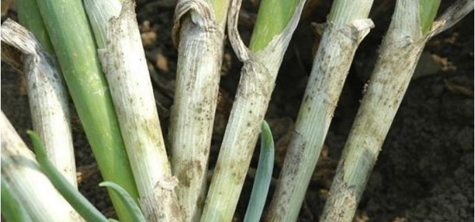 大葱黄叶干尖掐掉可以吗,大葱黄叶干尖打什么药