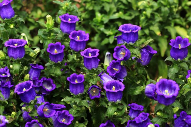 风铃草叶绿蔫了土湿的补救办法,风铃草蔫了怎么补救