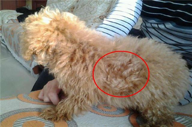 狗狗洗澡可以用人的洗发膏吗,给狗狗洗澡用洗发膏还是沐浴露好