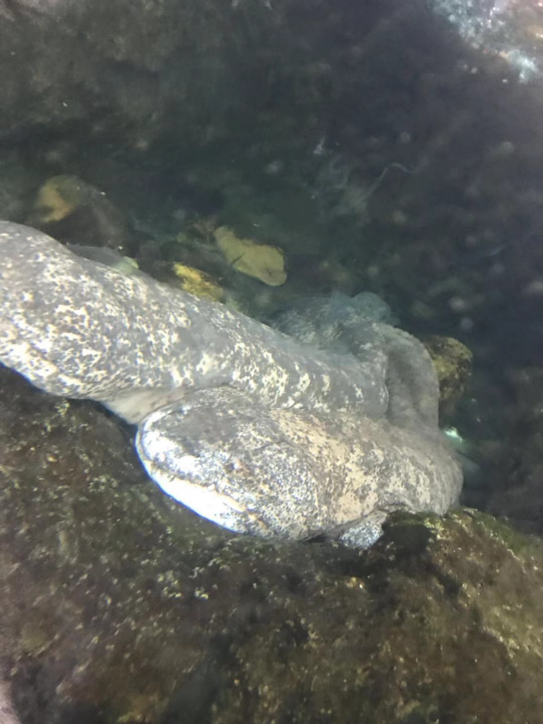 珠海长隆海洋王国亲子攻略2岁,亲子珠海长隆海洋王国一日游攻略