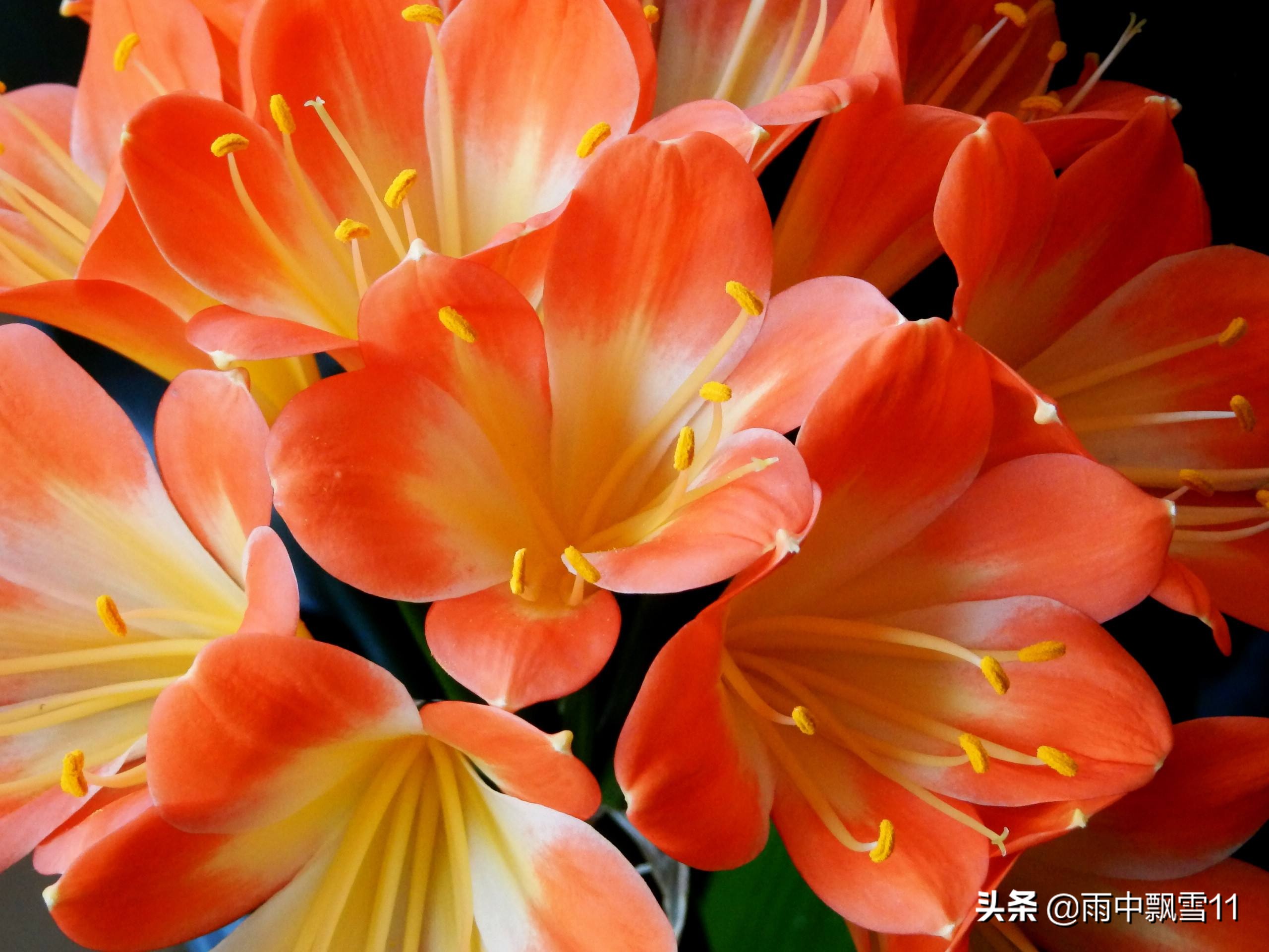 君子兰去年开花的今年还会开花吗,家养君子兰如何管理才开花