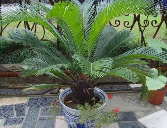 铁树烂根了怎么去处理,铁树烂根的补救方法