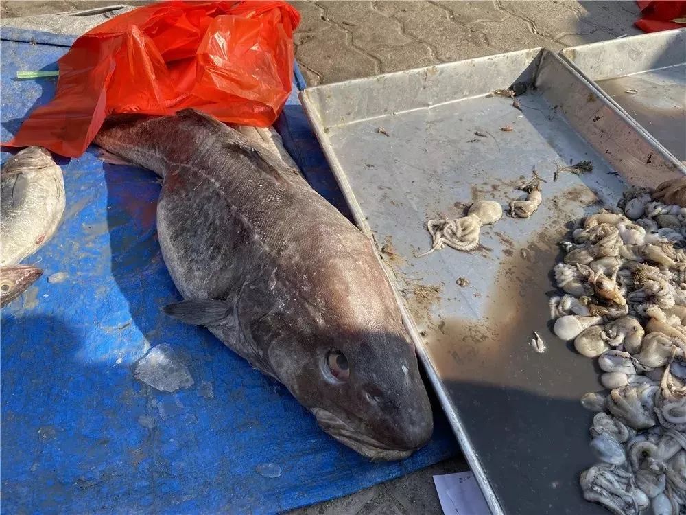 青岛春节大集攻略特色图,年货大集青岛全天