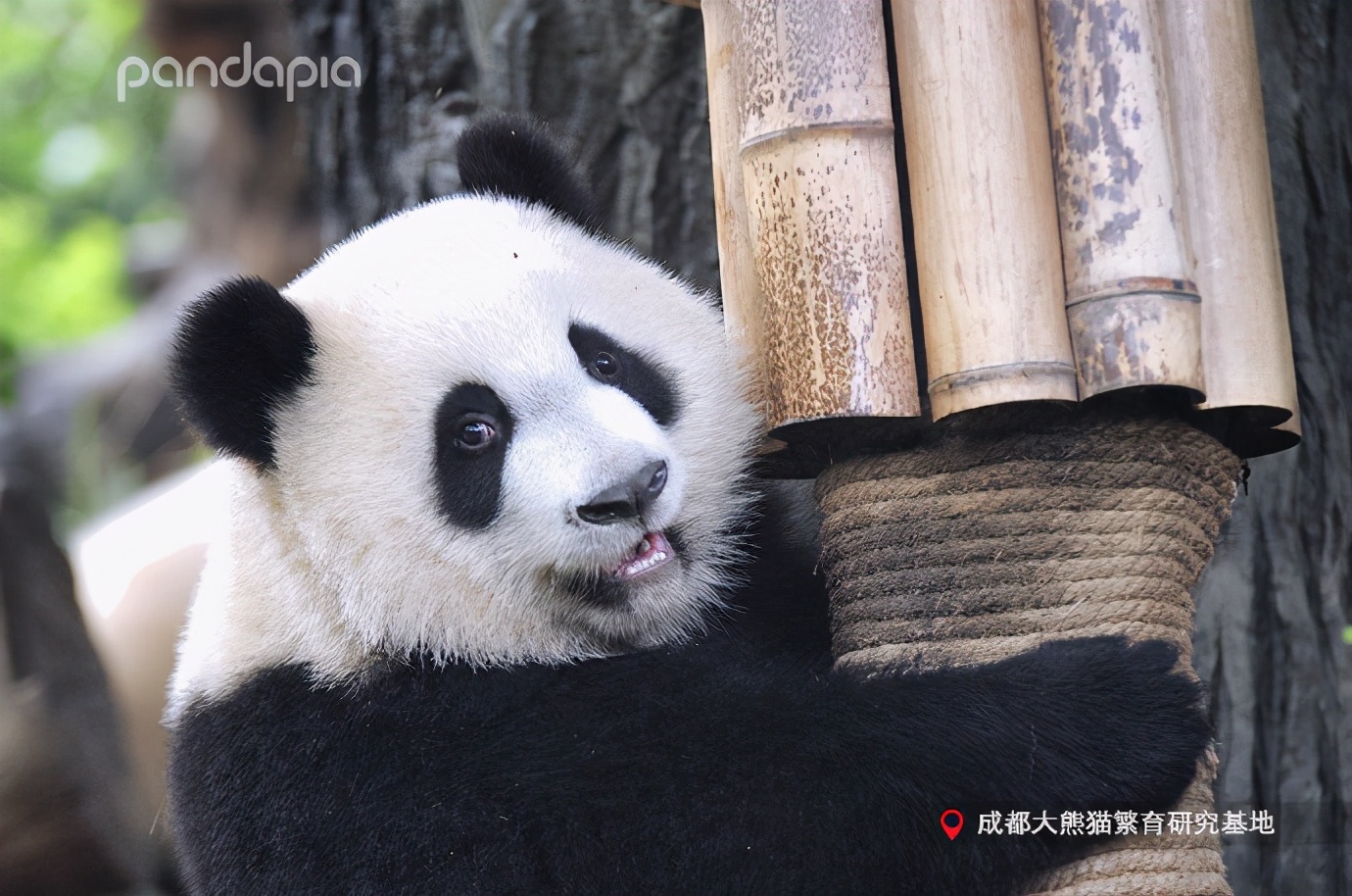 出彩“滚滚”|每一只熊猫都是潜力股......