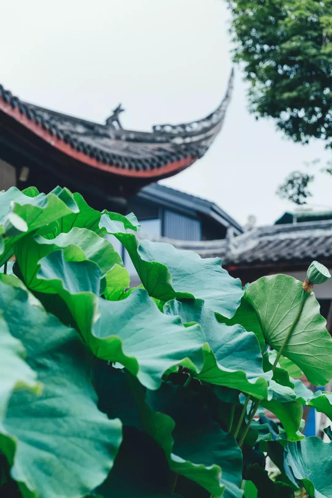 成都最美荷花池,成都荷花池有哪些