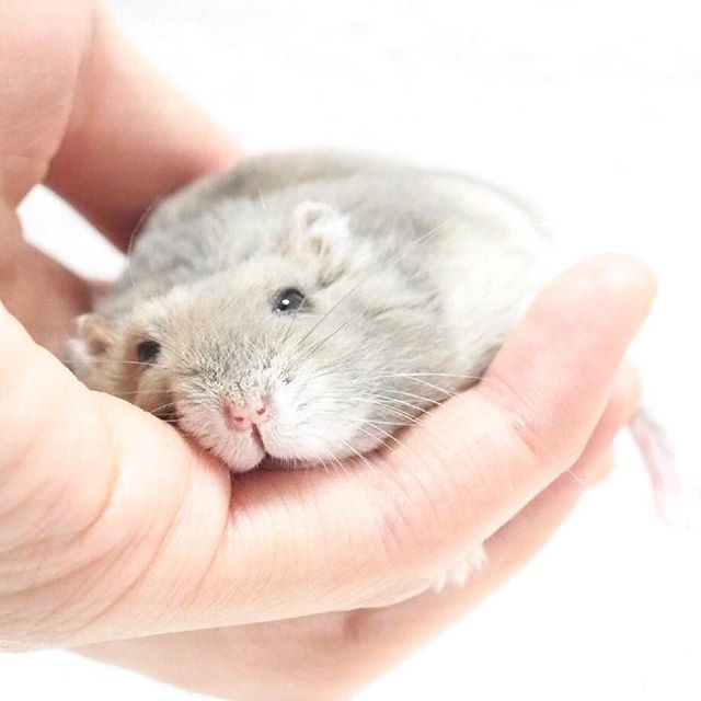 仓鼠躺手并非难事，只要有好吃的，鼠鼠马上变得超级听话