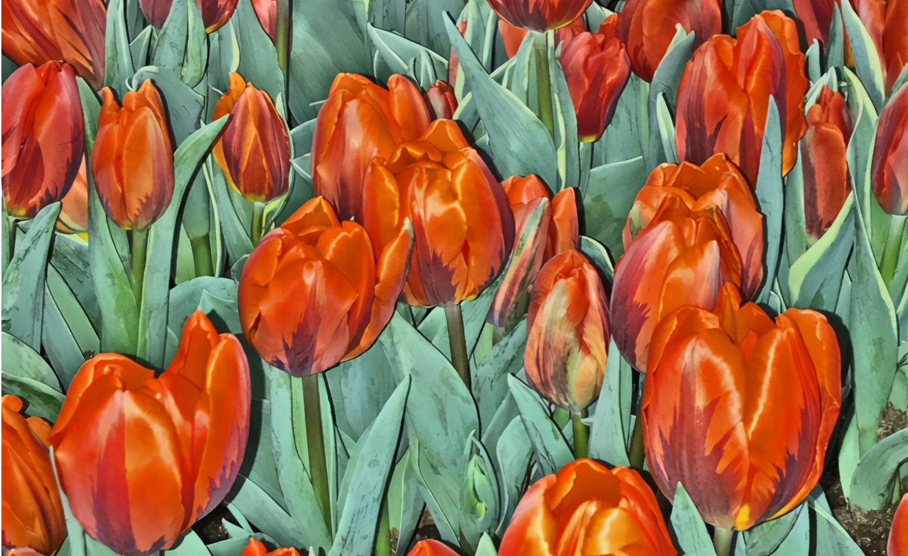 美国或爆发历史性金融危机,荷兰危机的根源所在是