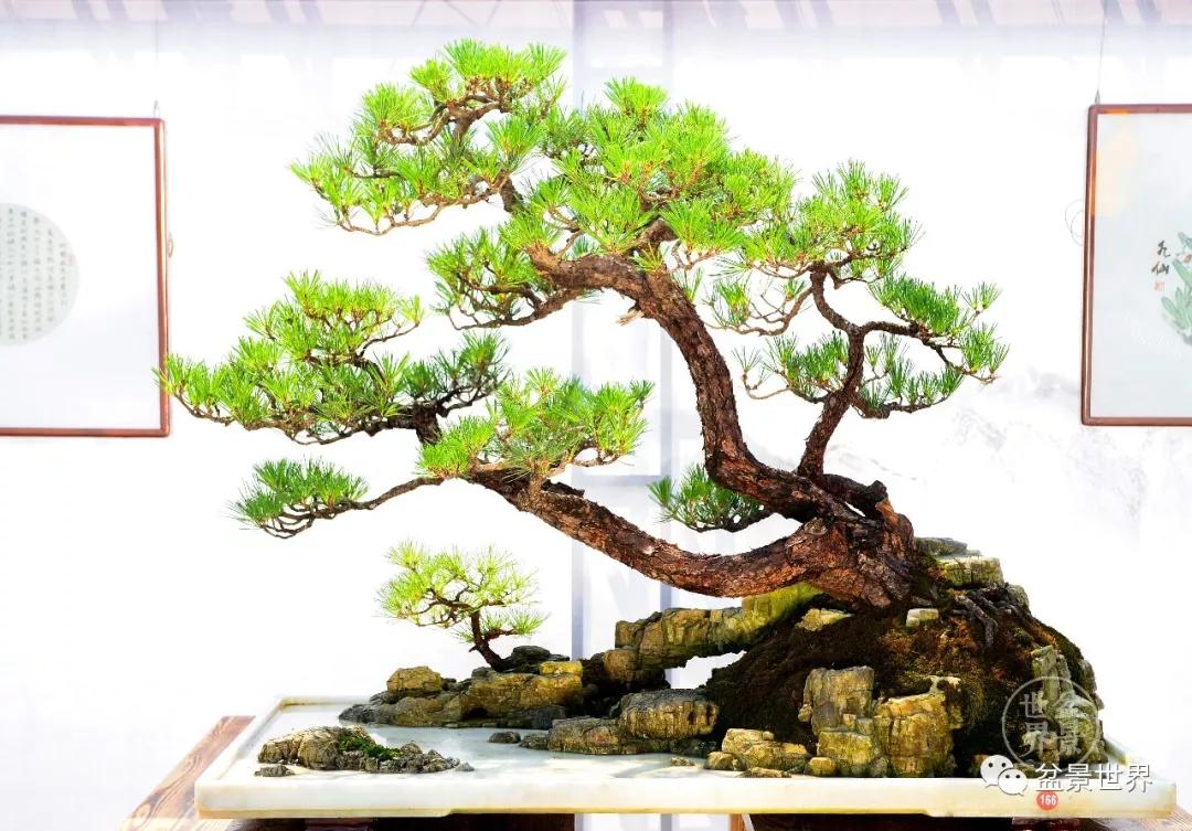 宿松十大顶级黑松盆景 (黑松微型盆景日本黑松30公分价格)