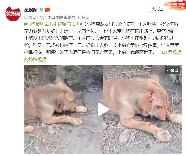 7斤重五步蛇与狗撞上，狗赶蛇不成被咬身亡！和眼镜蛇比它更毒？