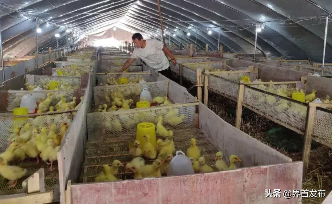 界首农民的创意玉米地里养大鹅年收入30万！