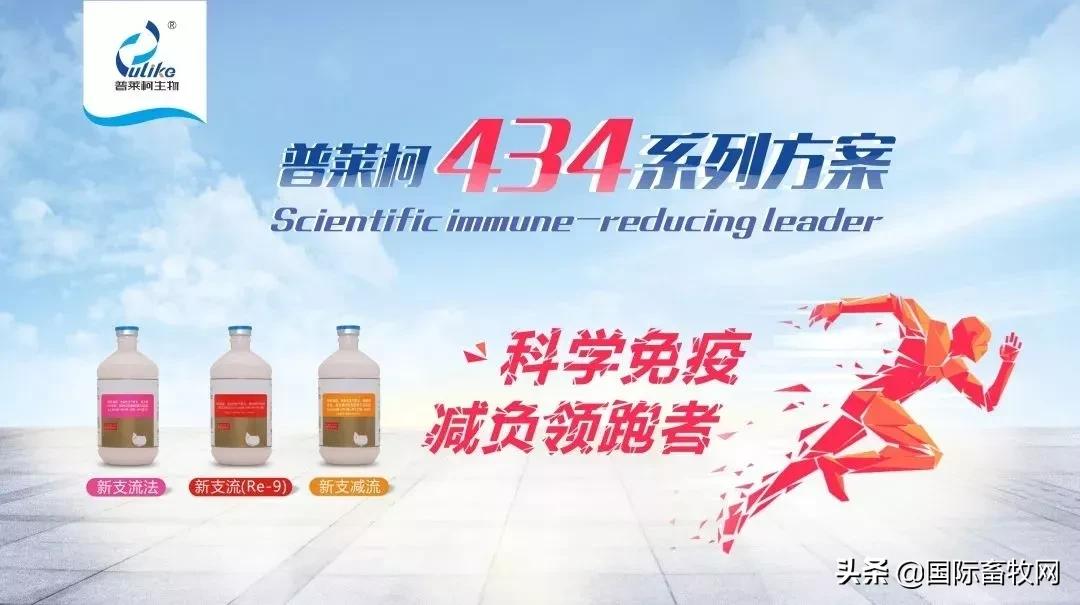 中国养殖5亿只鸡,中国蛋鸡百万以上的养殖基地