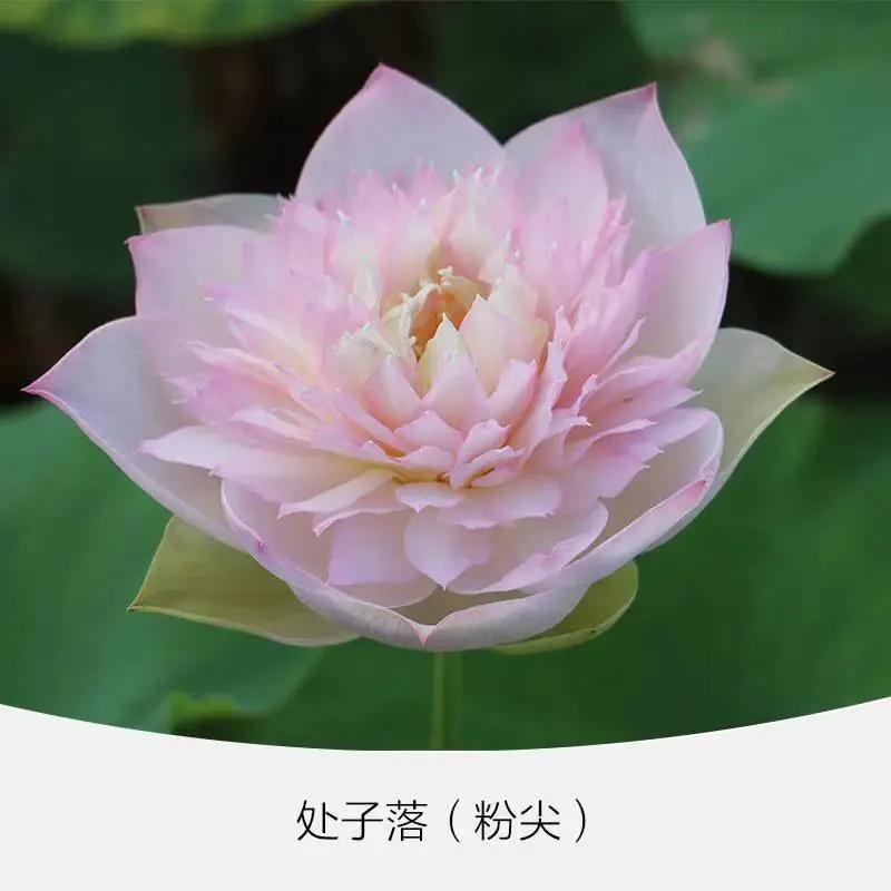 微型丰花碗莲有什么品种,微型碗莲适合种什么花