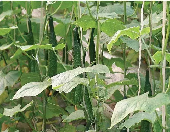 古城、文家、孙家集……这几个菜贩子被抓!