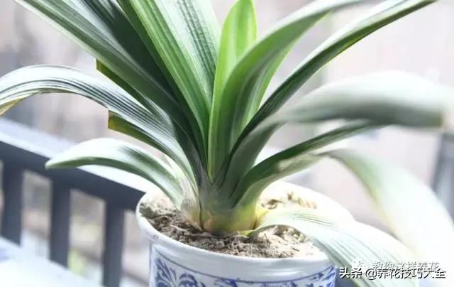 君子兰这样浇水,叶绿花大色更艳,一年能长6片叶
