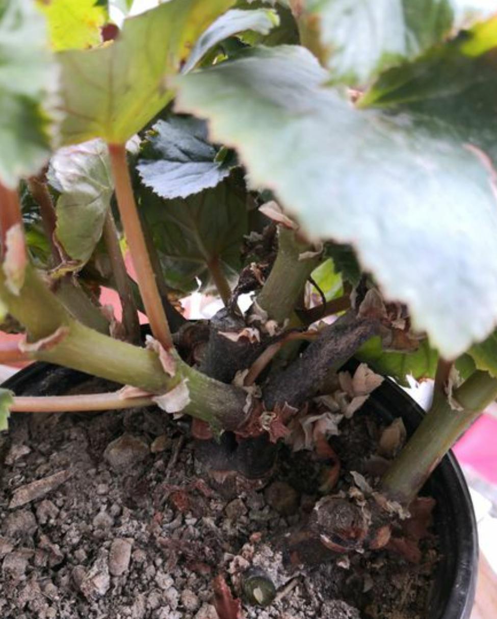 丽格海棠好看不好养?掌握正确的养殖技巧,叶绿花红养得久