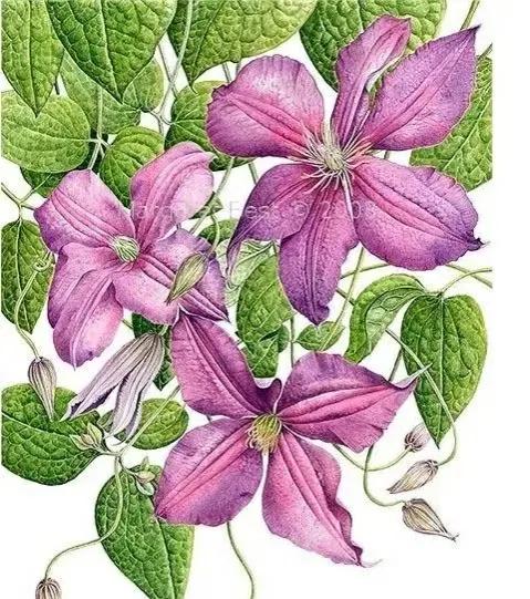 女人如水妻子越柔越旺夫旺家,女人温柔如水才能旺家