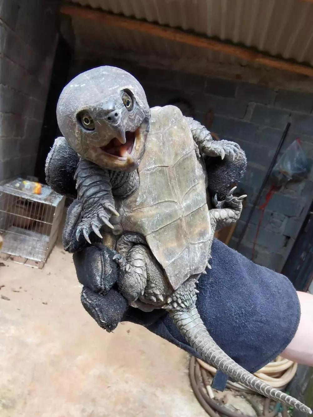 鹰嘴蛇尾绿毛龟,鹰嘴蛇颈龟