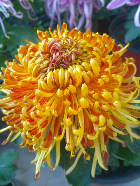 秋菊花叶子发黄怎么办,秋菊蔫了怎么办