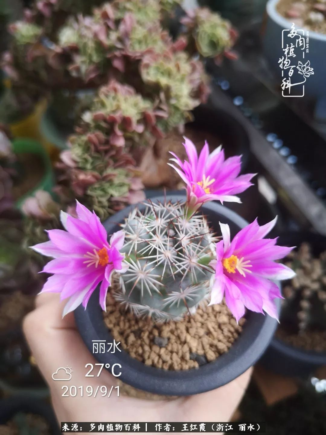 仙人球露养条件,仙人球的露养方法