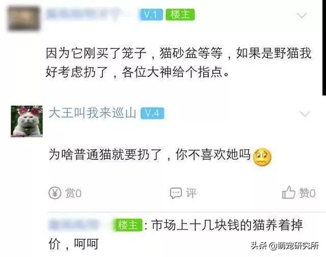 田园猫被抛弃会有什么后果,为什么越来越多人喜欢田园猫