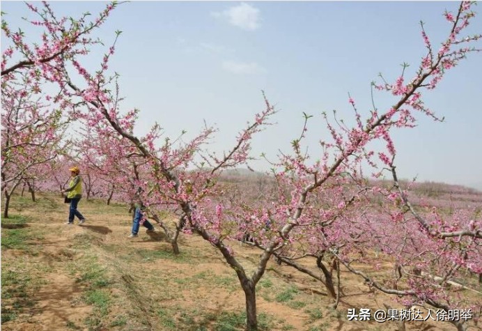 主干形桃树夏季桃树怎么修剪,桃树y形修剪管理技术