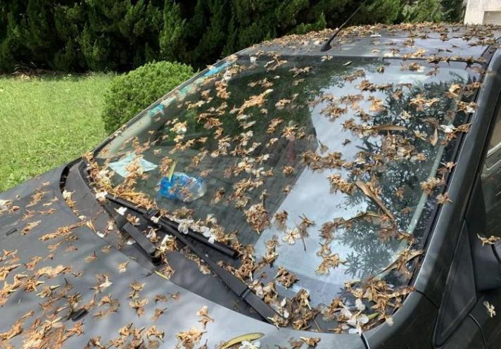 车漆最怕的不是暴晒,夏天车漆暴晒会怎样