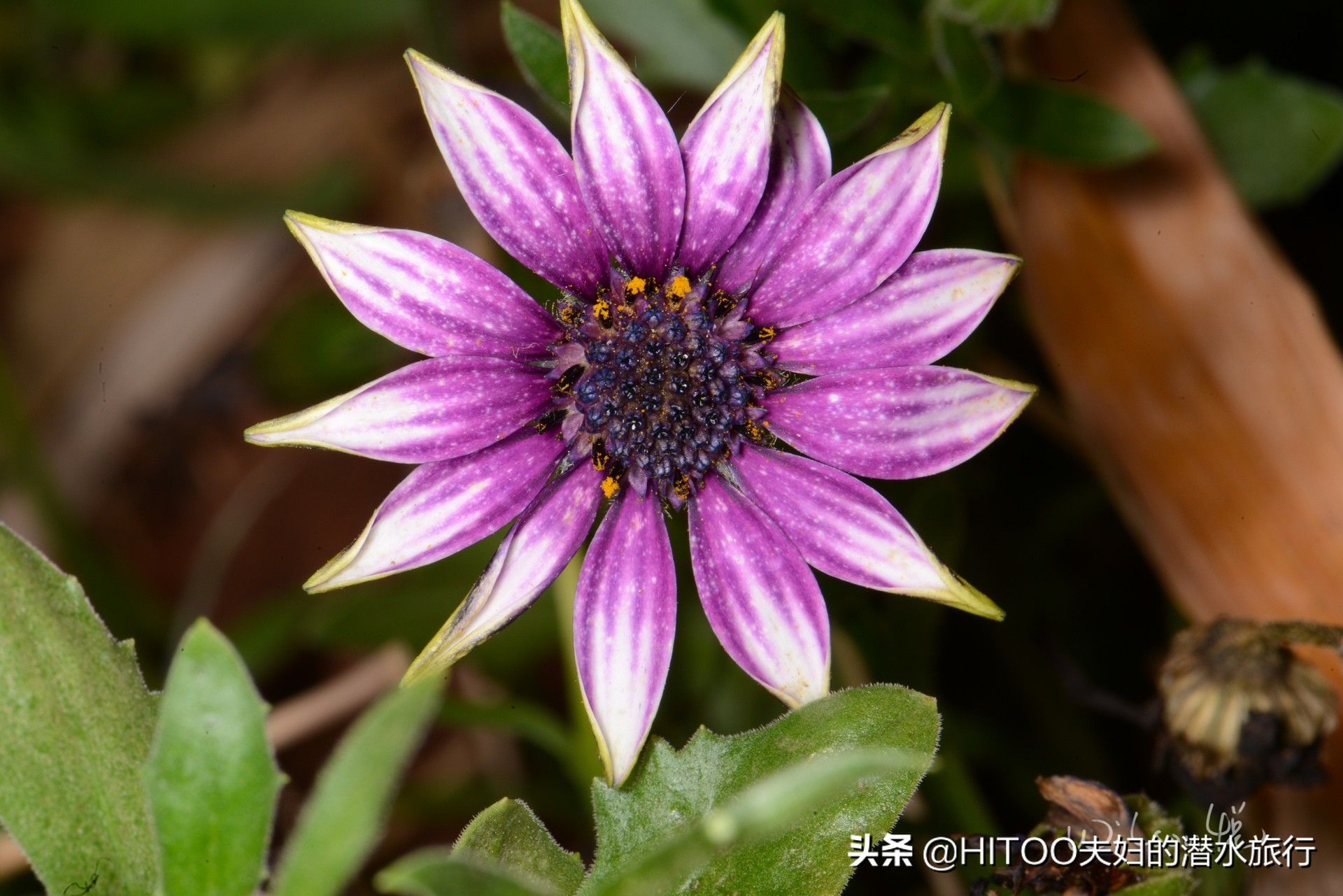 先有黑水祠，再有昆明城，来黑龙潭看奇景异木|自驾游记4