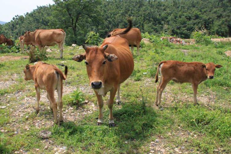 如何喂养牛,养黄牛要喂什么饲料好