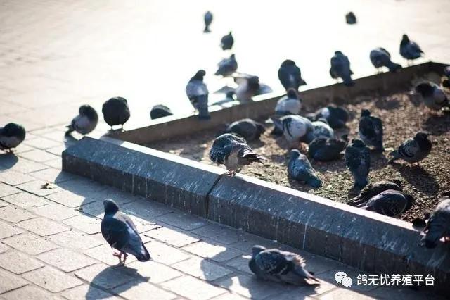 肉鸽种鸽市场价格多少钱一对,养鸽肉鸽的前景